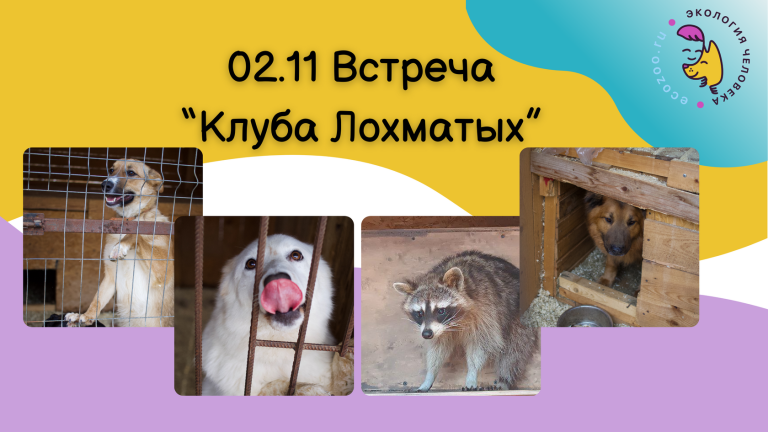 Встреча «Клуба Лохматых» 02.11.2024 в 12.00