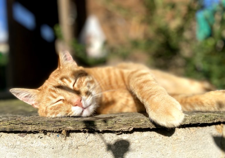 Дизель — кот